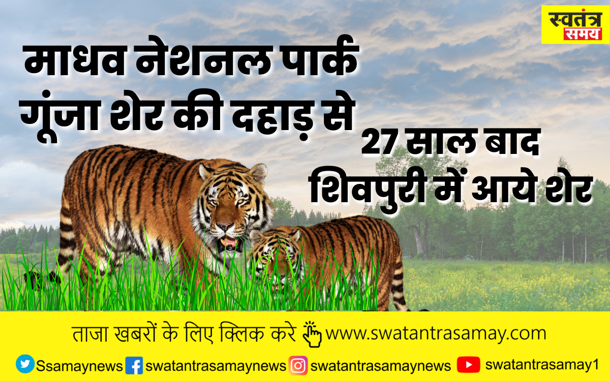 Tiger in Shivpuri: 27 साल बाद शिवपुरी में बाघ