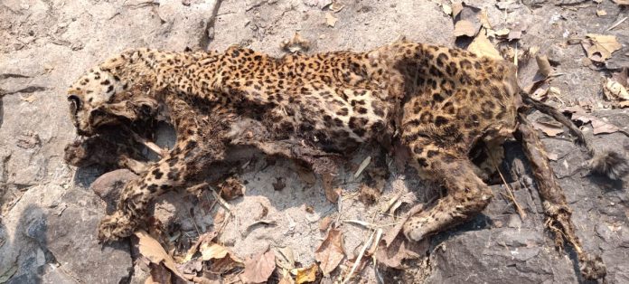 हरदा में वन गस्ती के दौरान पाया गया एक मृत तेंदुआ