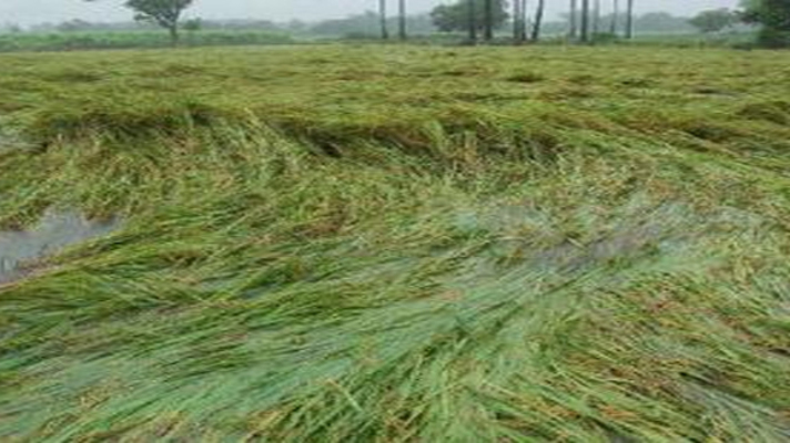 MP और राजस्थान में ओलावृष्टि से फसलें बर्बाद,किसानो की मेहनत पर फिर पानी