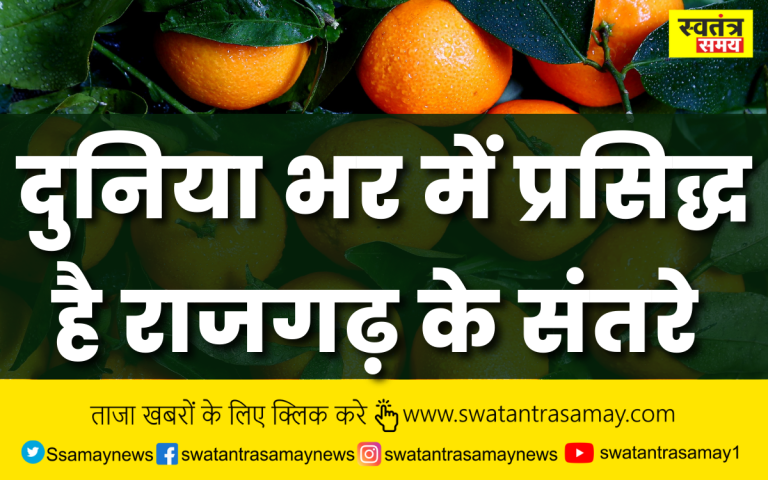 दुनियाभर में प्रसिद्ध है राजगढ़ के संतरे,देश-विदेश से आते हे लोग खरीदने,जानिये क्यों?