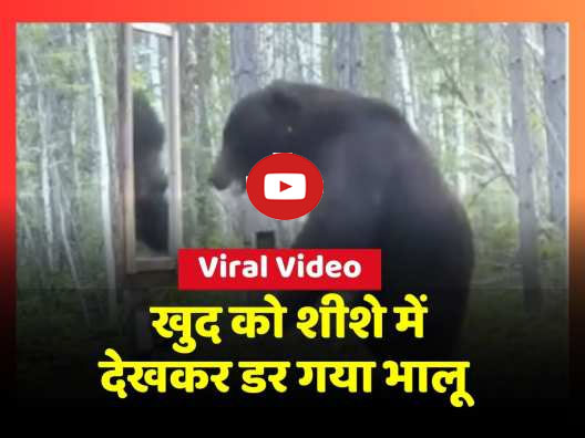 Bear Viral Video: आईने ने खुद को देख बुरी तरह डर गया भालू, देख आप भी हो जाएंगे हैरान