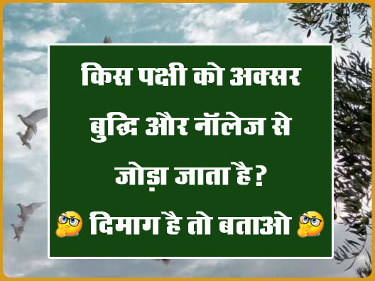 GK Quiz: किस पक्षी को अक्सर बुद्धि और नॉलेज से जोड़ा जाता है?