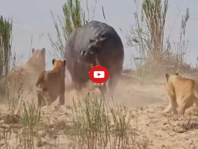 Wild Animal Fight Video: 7 शेरनियों से अकेला भिड़ गया पानी का घोड़ा, कभी नहीं देखा होगा ऐसा नजारा