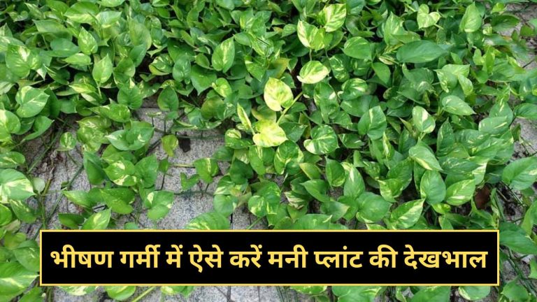 Money Plant Care Tips