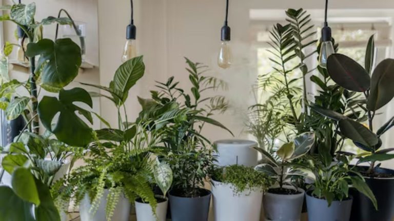 Summer Plants