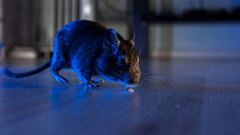 Tips To Remove Rats