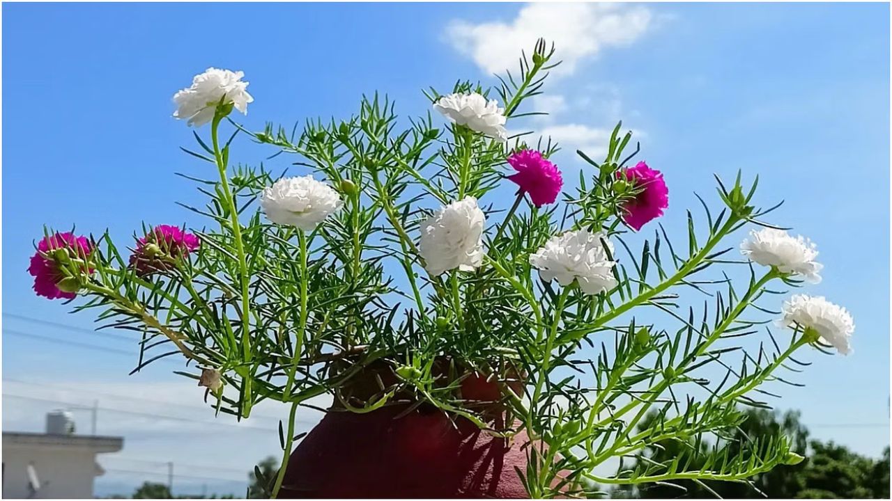 Monsoon Flower Plants