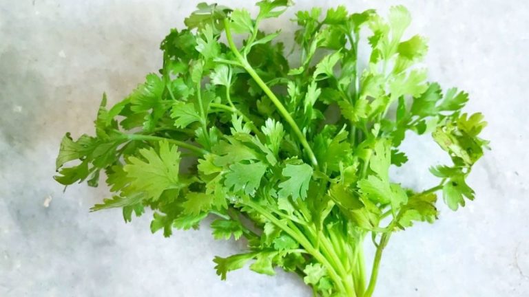 Fresh Coriander Recipes