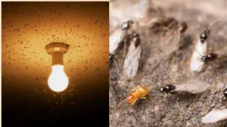 Get Rid Of Bugs Around Light