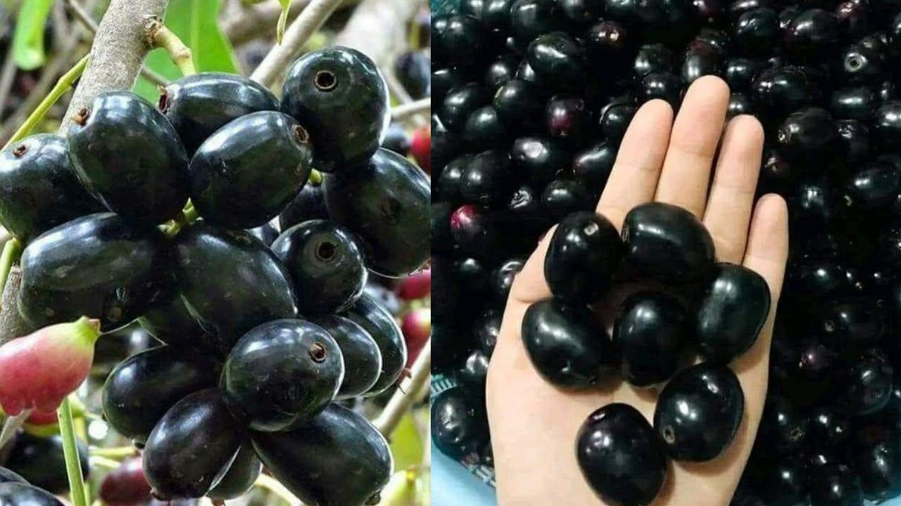 Ways To Store Jamun