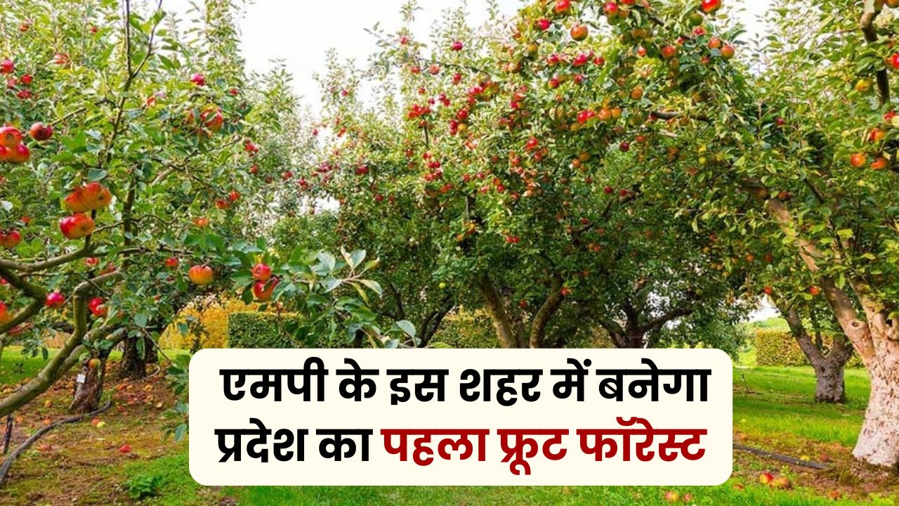 MP News
