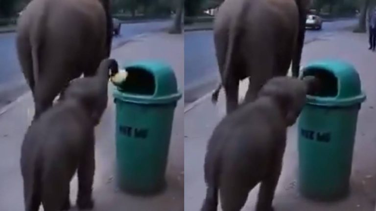 Viral Video