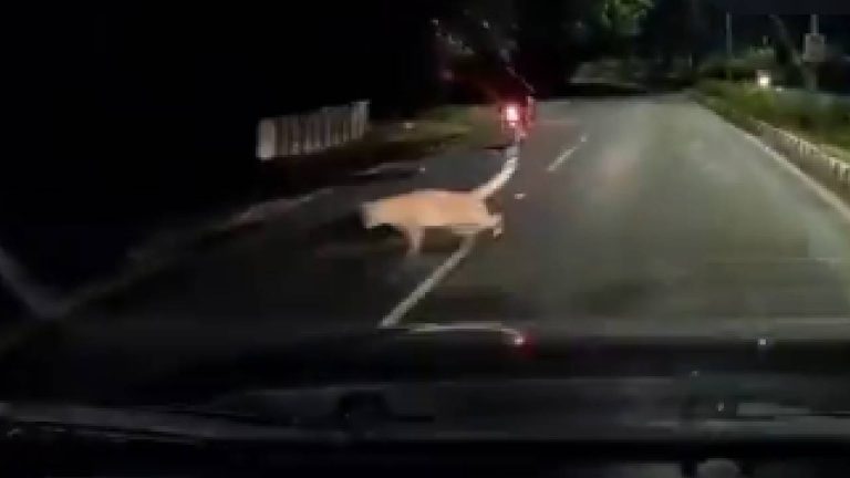 Leopard Attacks Human Video