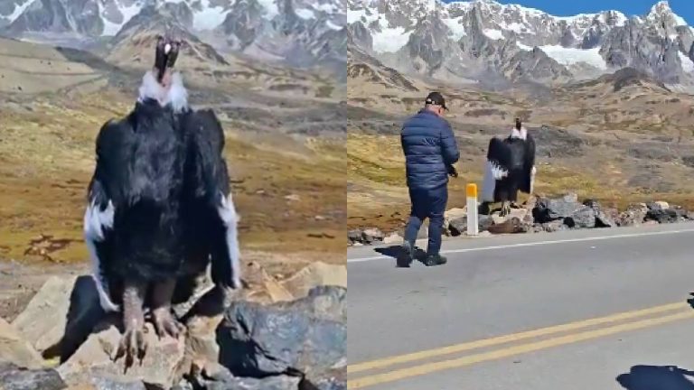 Jatayu Viral Video