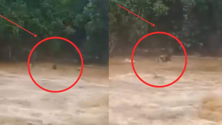 Farmer Jump In Flood To Save Bull