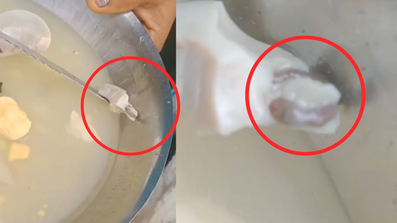 Woman Found Chick In Egg
