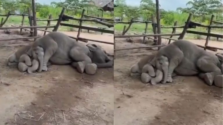 Baby Elephant Sleeping On Mom Laps