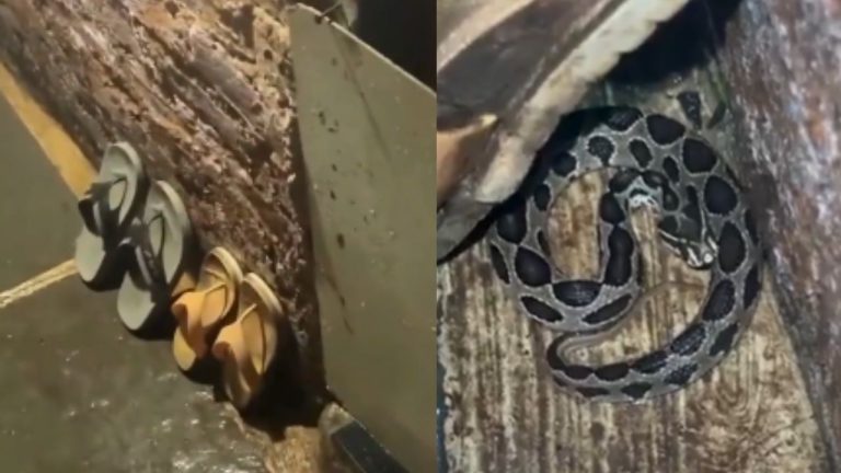 Snake Hide Behind Slipper