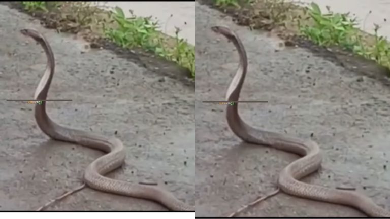 Nag Panchami 2025