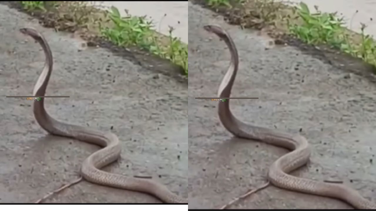 Nag Panchami 2025