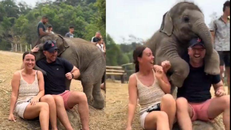 Elephant Hugs Couple Video