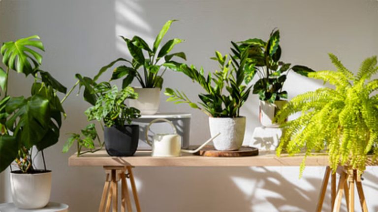 Plants To Grow In Sawan