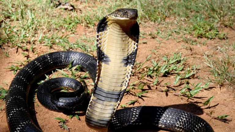 King Cobra Viral Video