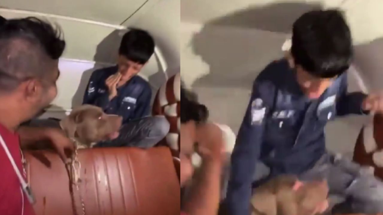 Pitbull Attacks Child Video