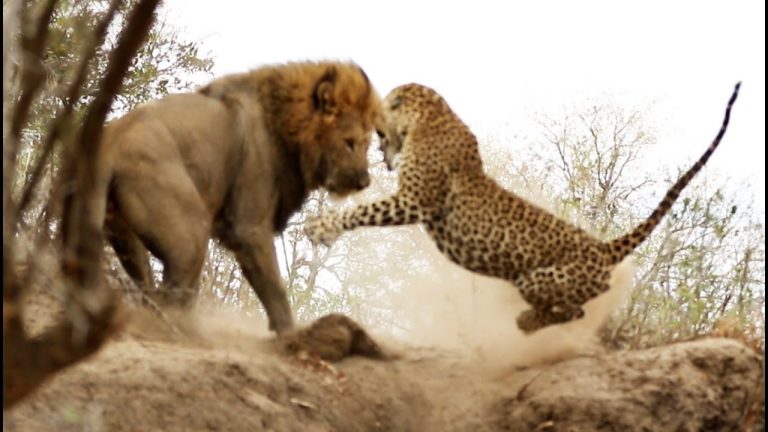 Leopard And Lion Fight Video