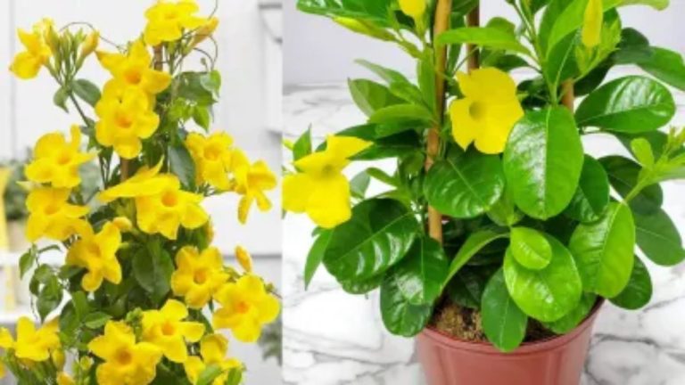 Flower Plants For House