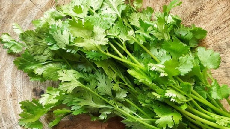 Coriander Benefits