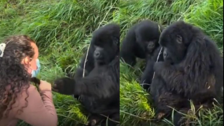 Cute Gorilla Viral Video