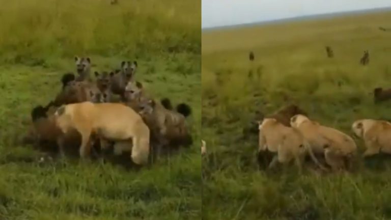 Lioness Escapes Hyena Attack