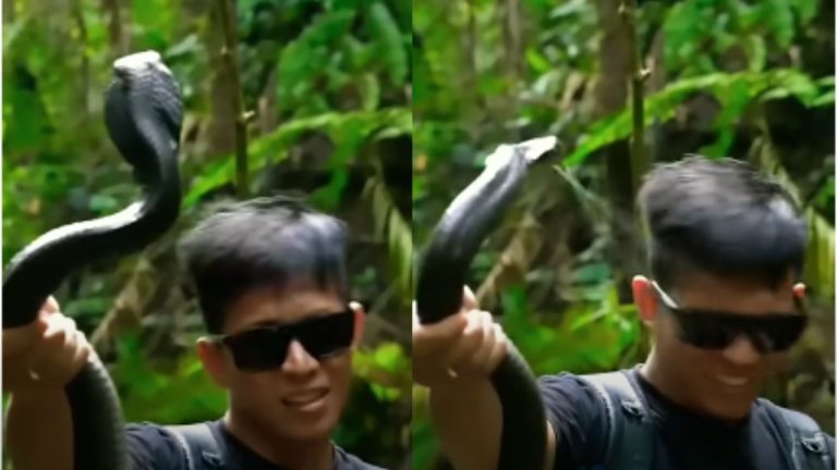 Cobra Spitting Poison Viral Video