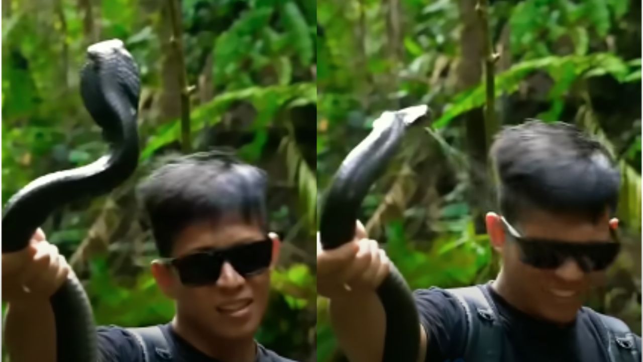 Cobra Spitting Poison Viral Video