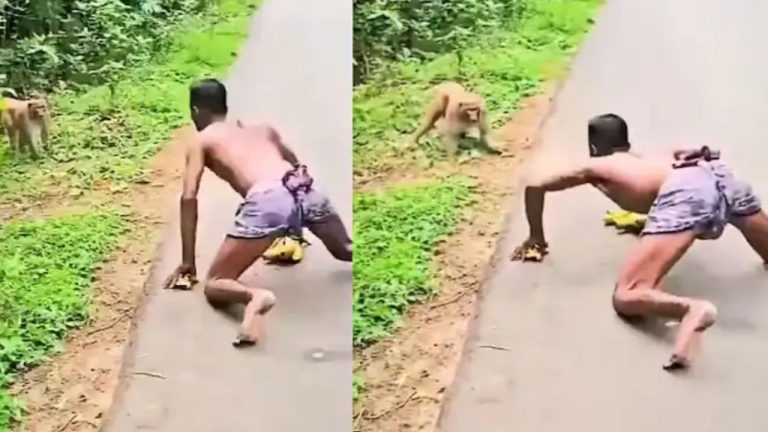 Bandar Ka Viral Video