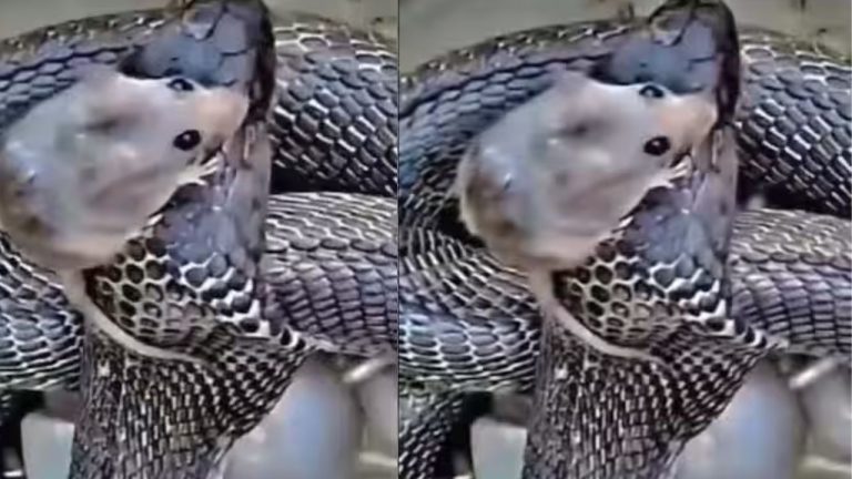 Viral Video