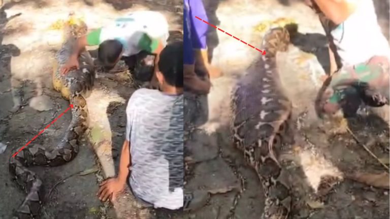 Python Viral Video
