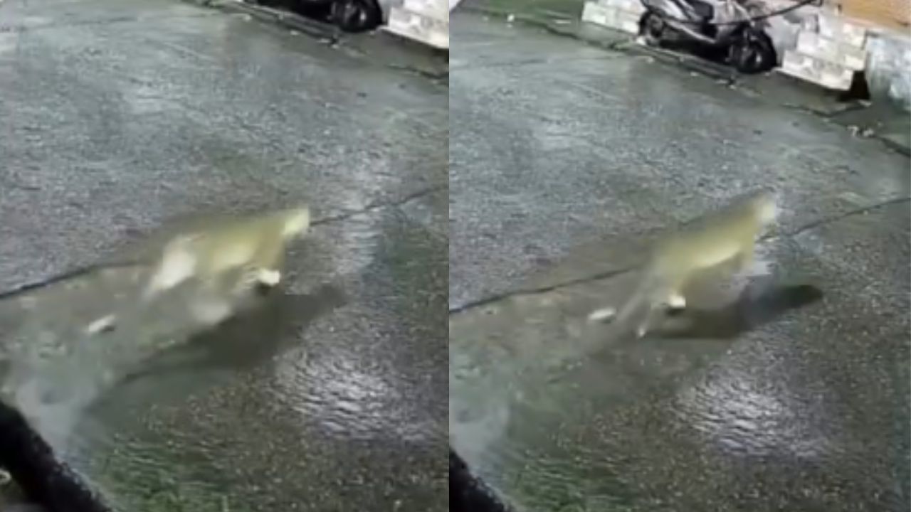 Viral Video
