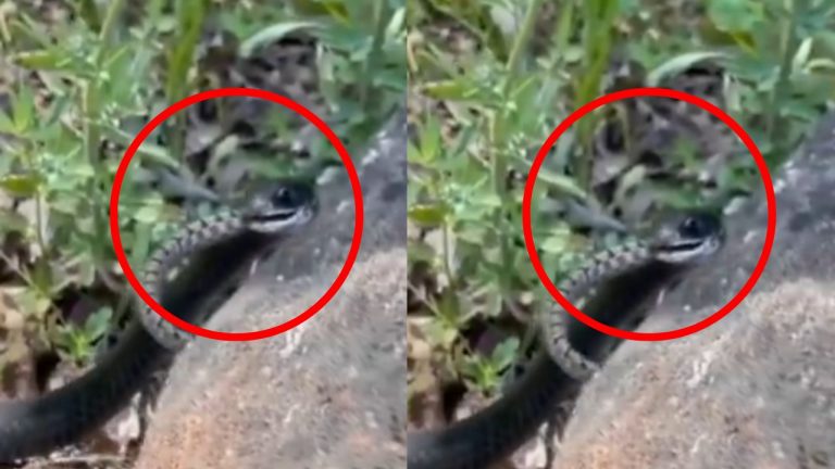 Snake Attacks Baby Snake Video