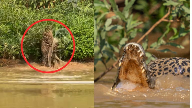 Jaguar v/s Crocodile Video