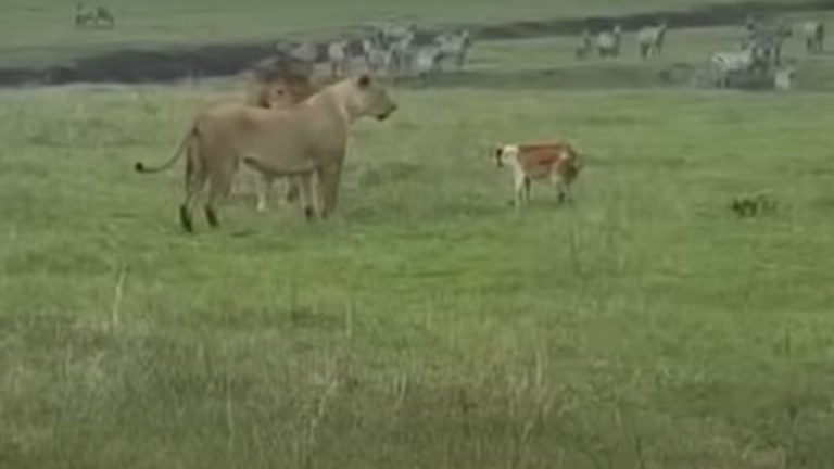 Lion-Tiger Dog Video: