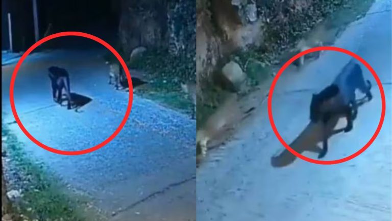 Black Panther Walks With Leopard