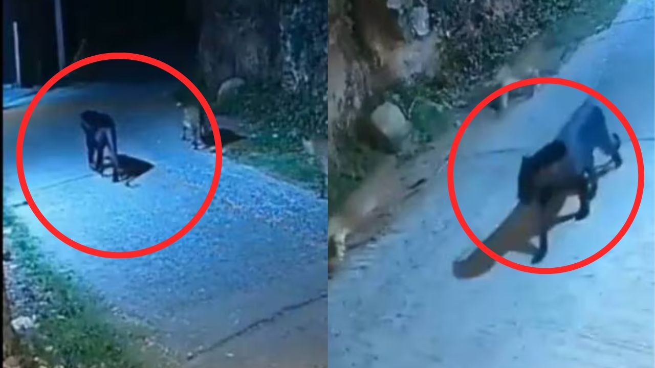Black Panther Walks With Leopard