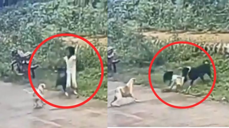 Stray Attacks 3 Year Old Girl