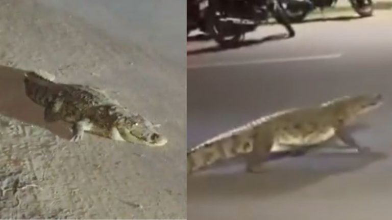 Crocodile Spotted On Vadodra Road