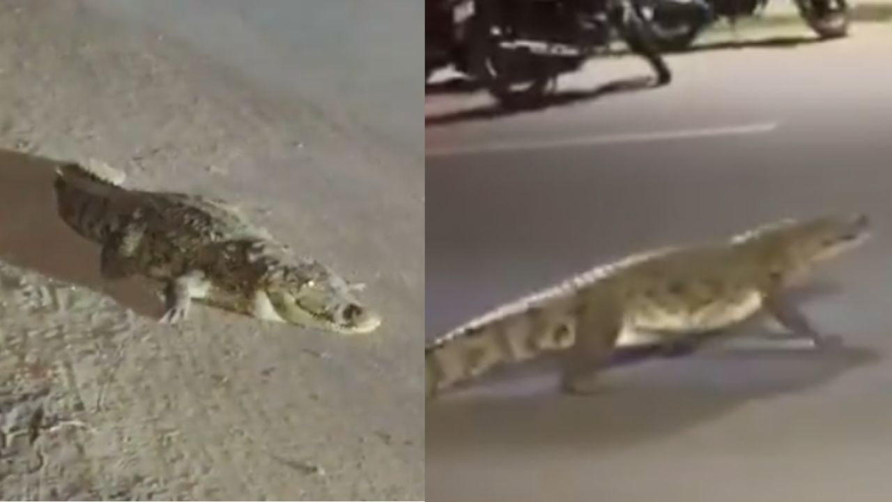 Crocodile Spotted On Vadodra Road