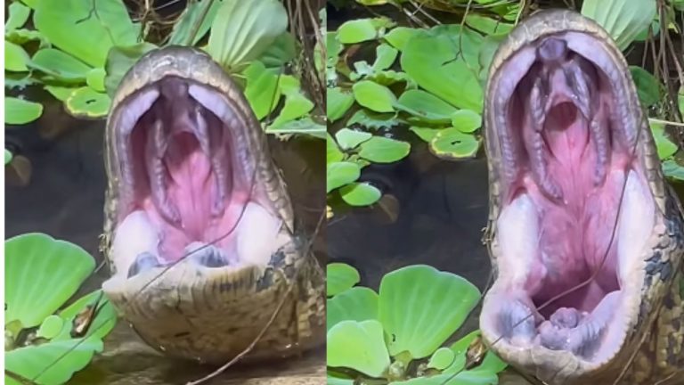 Python Yawning Video: