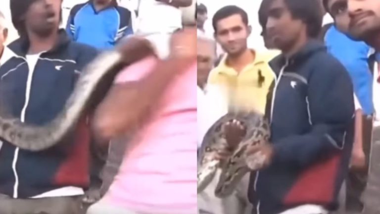 Python Attack Man Video