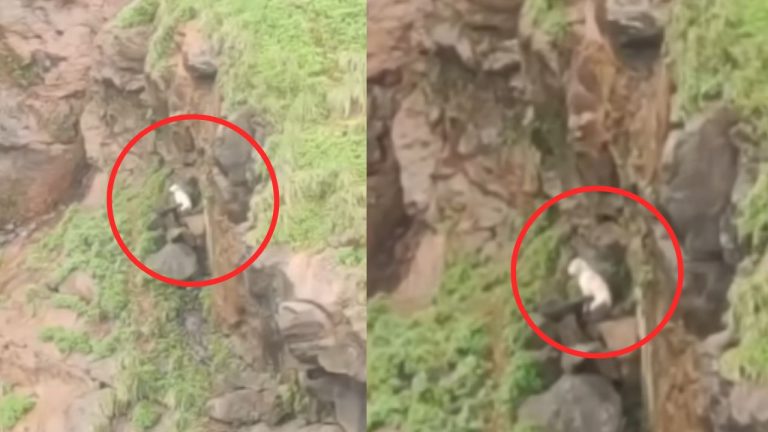 Dog Rescue From Valley